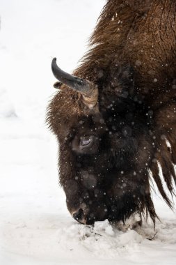 Bison Bialowieski Ulusal Parkı, Hayvanat Bahçesi, Avrupa Bizonu