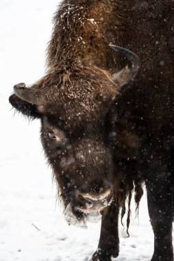 Bison Bialowieski Ulusal Parkı, Hayvanat Bahçesi, Avrupa Bizonu