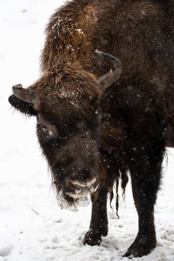 Bison Bialowieski Ulusal Parkı, Hayvanat Bahçesi, Avrupa Bizonu