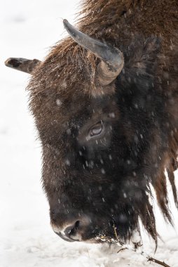 Bison Bialowieski Ulusal Parkı, Hayvanat Bahçesi, Avrupa Bizonu