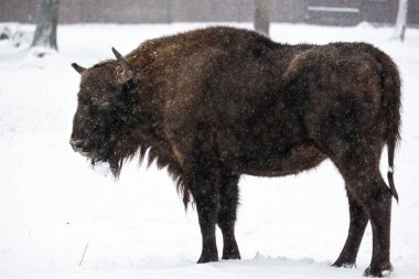 Bison Bialowieski Ulusal Parkı, Hayvanat Bahçesi, Avrupa Bizonu