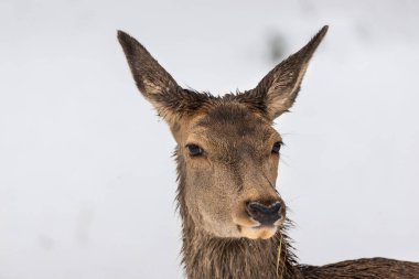 Geyik Bialowieski Ulusal Parkı, Hayvanat Bahçesi, Avrupa Bizonu 