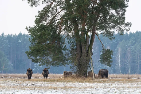 Bisons Sauvages Européens Sur Terrain Enneigés Panor Paysage — Photo