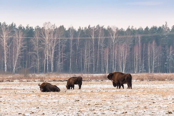 Sahada vahşi Avrupalı bizonlar, karla kaplı, manzara manzarası