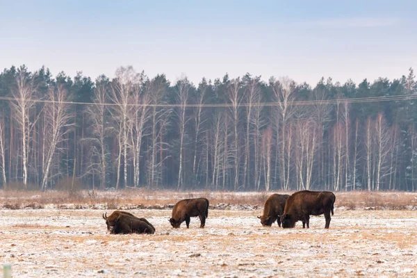 Sahada vahşi Avrupalı bizonlar, karla kaplı, manzara manzarası