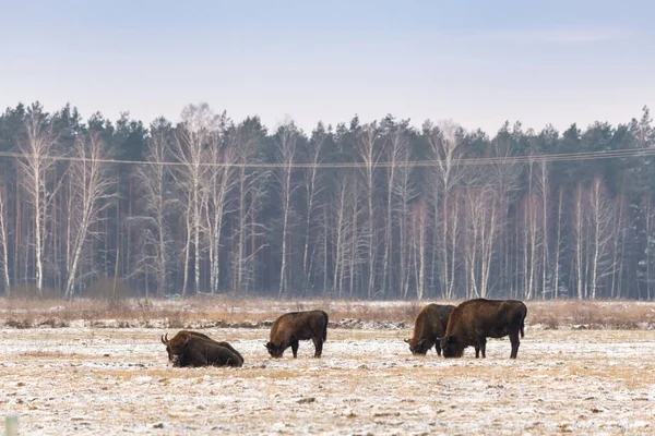 Sahada vahşi Avrupalı bizonlar, karla kaplı, manzara manzarası