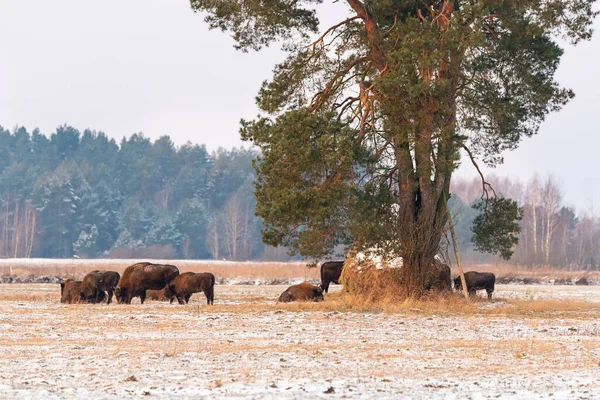 Sahada vahşi Avrupalı bizonlar, karla kaplı, manzara manzarası