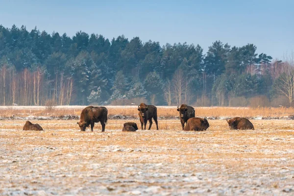 Sahada vahşi Avrupalı bizonlar, karla kaplı, manzara manzarası