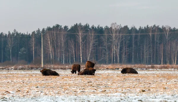 Tarladaki vahşi Avrupalı bizonlar karla kaplı, manzara panorası