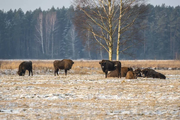 Bisons Sauvages Européens Sur Terrain Enneigés Panor Paysage — Photo