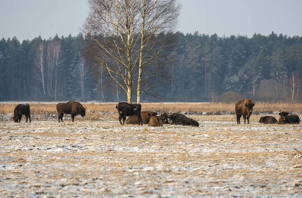 Sahada vahşi Avrupalı bizonlar, karla kaplı, manzara manzarası