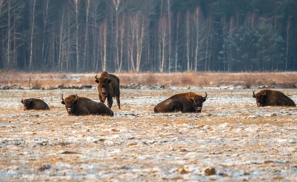 Sahada vahşi Avrupalı bizonlar, karla kaplı, manzara manzarası