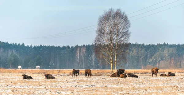 Sahada vahşi Avrupalı bizonlar, karla kaplı, manzara manzarası