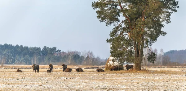 Дикие Европейские Бизоны Поле Заснеженные Ландшафтный Панор — стоковое фото