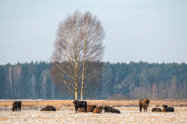 Sahada vahşi Avrupalı bizonlar, karla kaplı, manzara manzarası