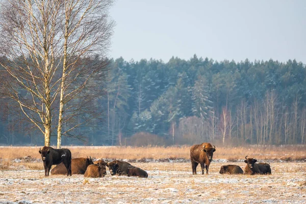 Sahada vahşi Avrupalı bizonlar, karla kaplı, manzara manzarası