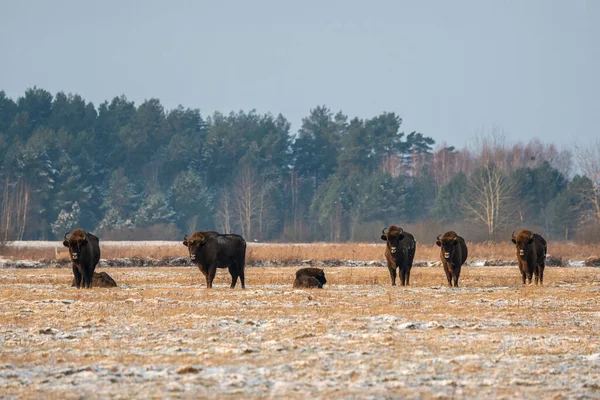 Sahada vahşi Avrupalı bizonlar, karla kaplı, manzara manzarası