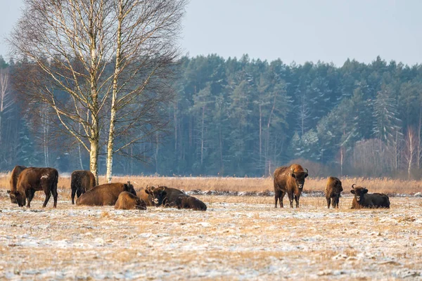Sahada vahşi Avrupalı bizonlar, karla kaplı, manzara manzarası