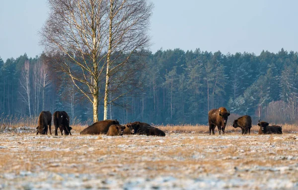 Bisons Sauvages Européens Sur Terrain Enneigés Panor Paysage — Photo