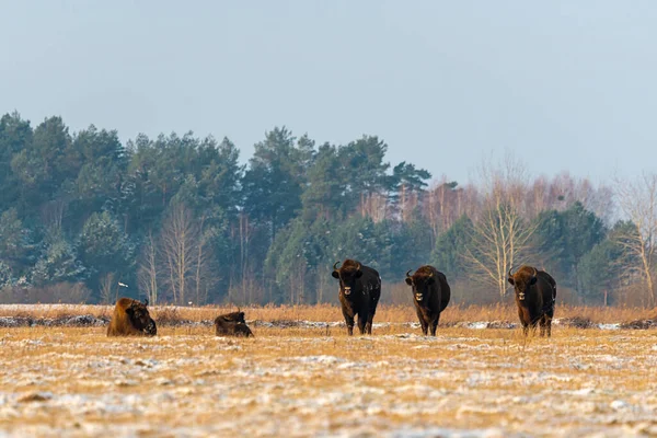 Sahada vahşi Avrupalı bizonlar, karla kaplı, manzara manzarası