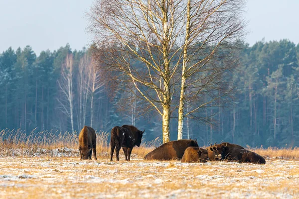 Sahada vahşi Avrupalı bizonlar, karla kaplı, manzara manzarası