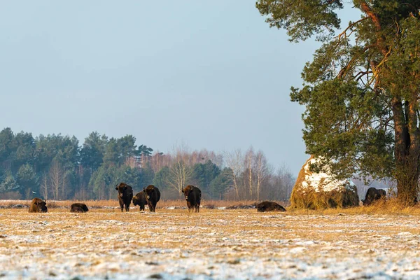 Sahada vahşi Avrupalı bizonlar, karla kaplı, manzara manzarası
