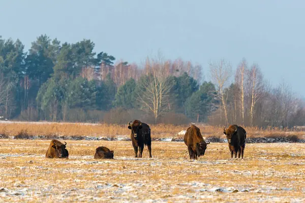 Sahada vahşi Avrupalı bizonlar, karla kaplı, manzara manzarası