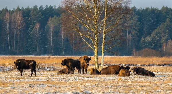 Sahada vahşi Avrupalı bizonlar, karla kaplı, manzara manzarası