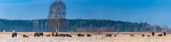 Bisontes Europeos Salvajes Campo Cubierto Nieve Paisaje Panor —  Fotos de Stock