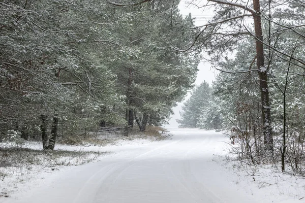 Kış ormanı, karla kaplı ağaçlar, Podlasie Polonya