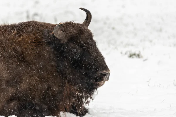 Bison Bialowieski Ulusal Parkı, Hayvanat Bahçesi, Avrupa Bizonu
