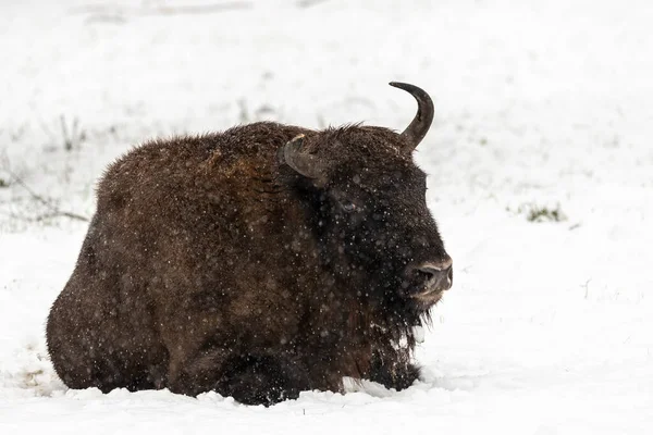 Bison Bialowieski Ulusal Parkı, Hayvanat Bahçesi, Avrupa Bizonu