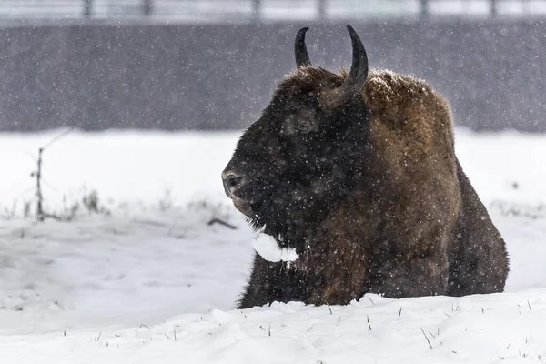 Bison Bialowieski Ulusal Parkı, Hayvanat Bahçesi, Avrupa Bizonu