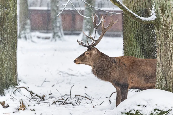 Herten Bialowieski National Park Zoo Park Europese Bizons — Stockfoto