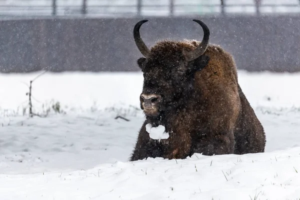 Bison Bialowieski Ulusal Parkı, Hayvanat Bahçesi, Avrupa Bizonu
