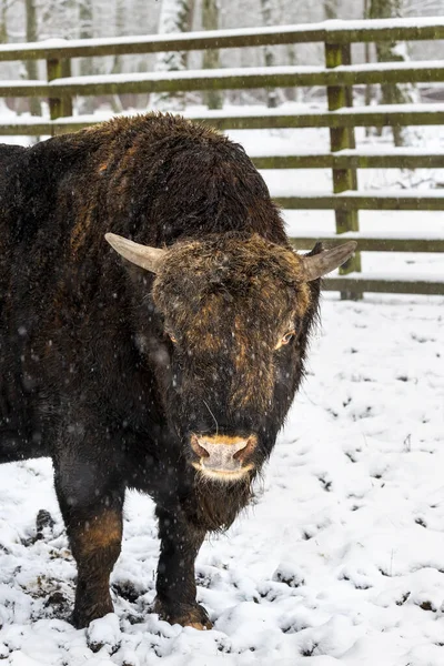 Zubron (bizon ve sığırların melezi) bir Avrupa Bizon Show R 'de