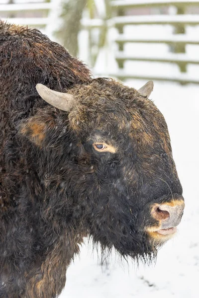 Zubron (bizon ve sığırların melezi) bir Avrupa Bizon Show R 'de