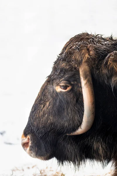 Zubron Ένα Υβρίδιο Βίσωνα Και Βοοειδών Μια Ευρωπαϊκή Bison Show — Φωτογραφία Αρχείου