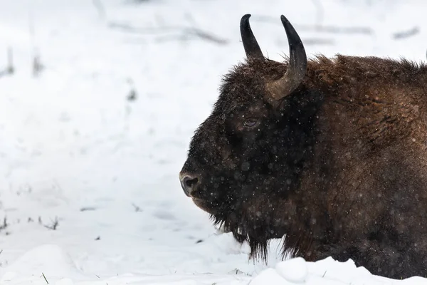 Bison Bialowieski Ulusal Parkı Hayvanat Bahçesi Avrupa Bizonu — Stok fotoğraf