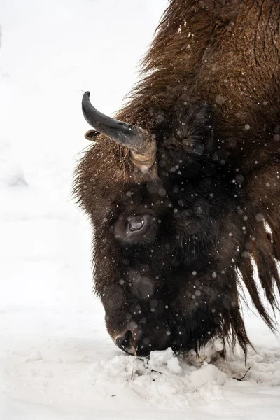 Bison Bialowieski Ulusal Parkı, Hayvanat Bahçesi, Avrupa Bizonu