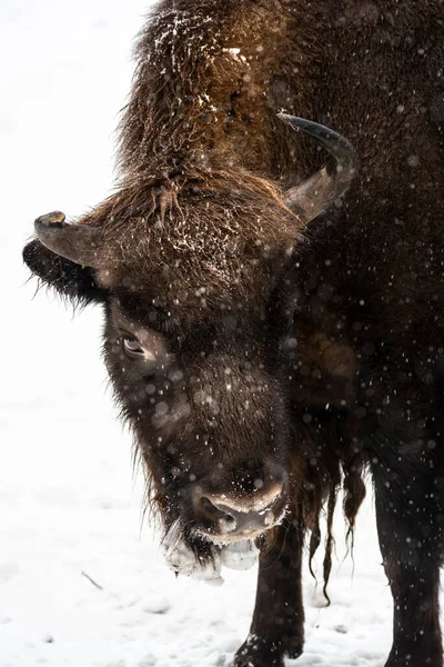 Bison Bialowieski Ulusal Parkı, Hayvanat Bahçesi, Avrupa Bizonu
