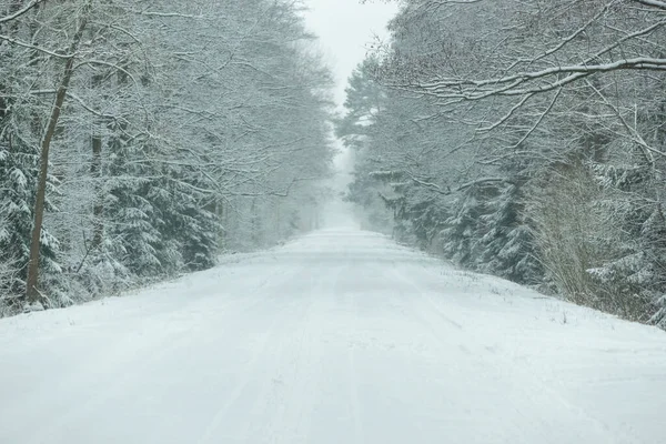 Χειμερινός Δρόμος Χιονισμένα Δέντρα Και Δρόμοι Podlasie Πολωνία — Φωτογραφία Αρχείου