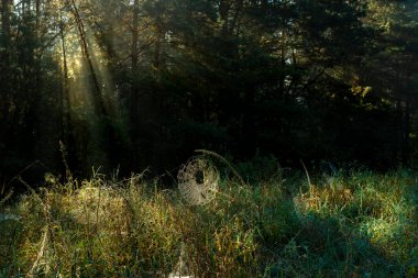 Ağaçların ve çayırların üzerine güneş ışınları, örümcek ağı
