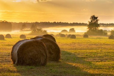 Güneşin doğuşunda sisli çayır manzarası, Bialowieski Ulusal Parkı tampon bölgesi.