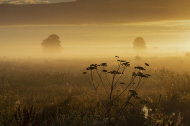 Gün doğumunda sisli çayır manzarası, Bia 'nın tampon bölgesi.