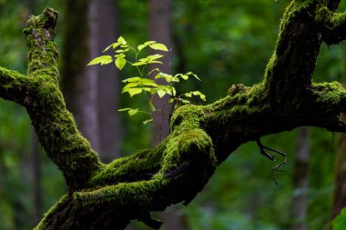 Bialowieski Ulusal Parkı 'nda, insan eli değmemiş, yeni...