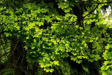 Bialowieski Ulusal Parkı 'nda, insan eli değmemiş, yaprak