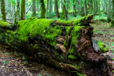 Bialowieski Ulusal Parkı 'nda, insan eli değmemiş.