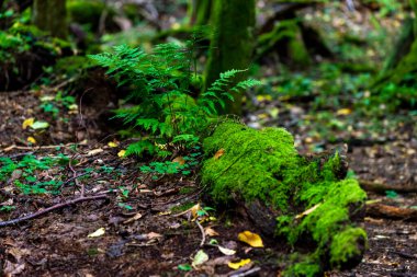 Bialowieski Ulusal Parkı 'nda, insan eli değmemiş, eğreltiotu.