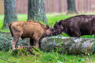 Bialowieski Ulusal Parkı 'nda, insan eli değmemiş, genç